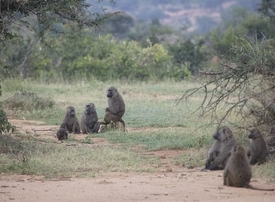 Thumb baboon group