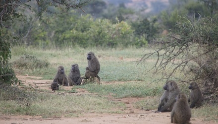 Baboon group