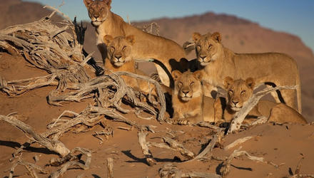 Lvy v beregovoj pustyne namib